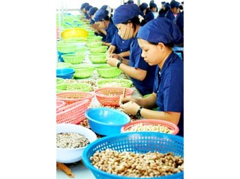 Workers at a cashew processing plant in the Central Highland province of Gia Lai (Photo: SGGP) Workers at a cashew processing plant in the Central Highland province of Gia Lai (Photo: SGGP)